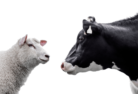 ปศุสัตว์ เช่น วัว, สุกร และแกะ